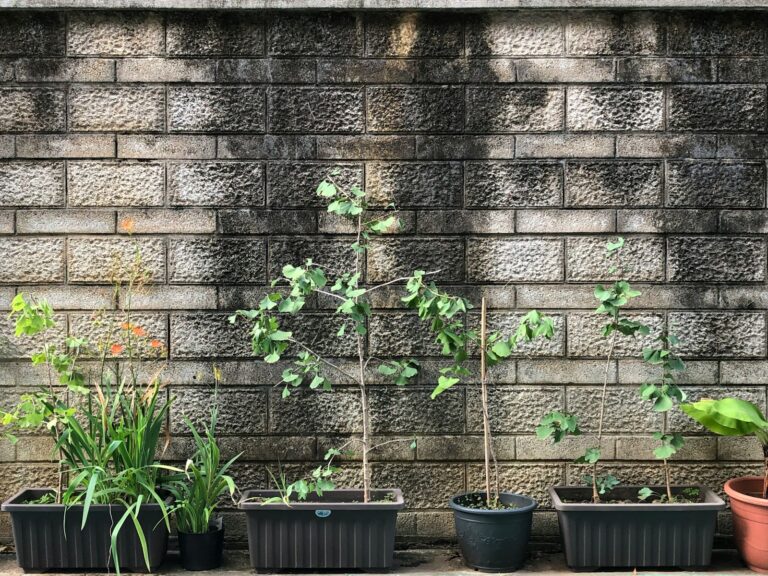 green potted plants beside brown brick wall