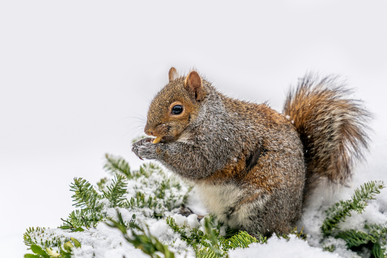 a squirrel eating a nut