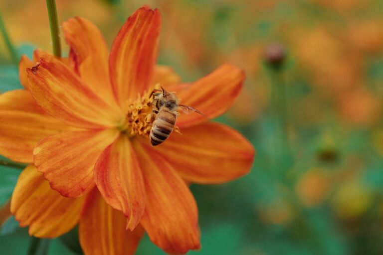 a close up of a flower with a bee on it