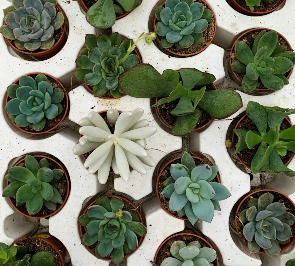 white flower on green plant