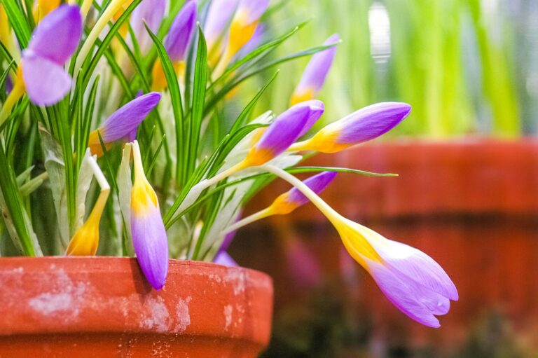 a potted plant with purple and yellow flowers