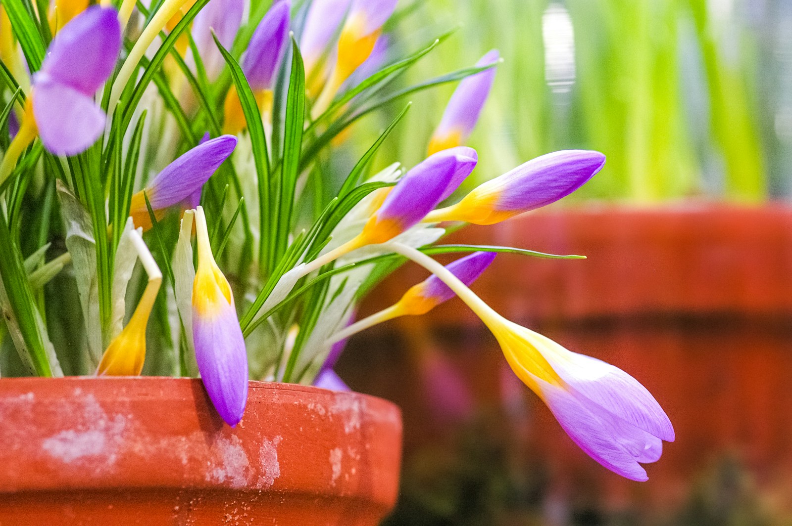 a potted plant with purple and yellow flowers