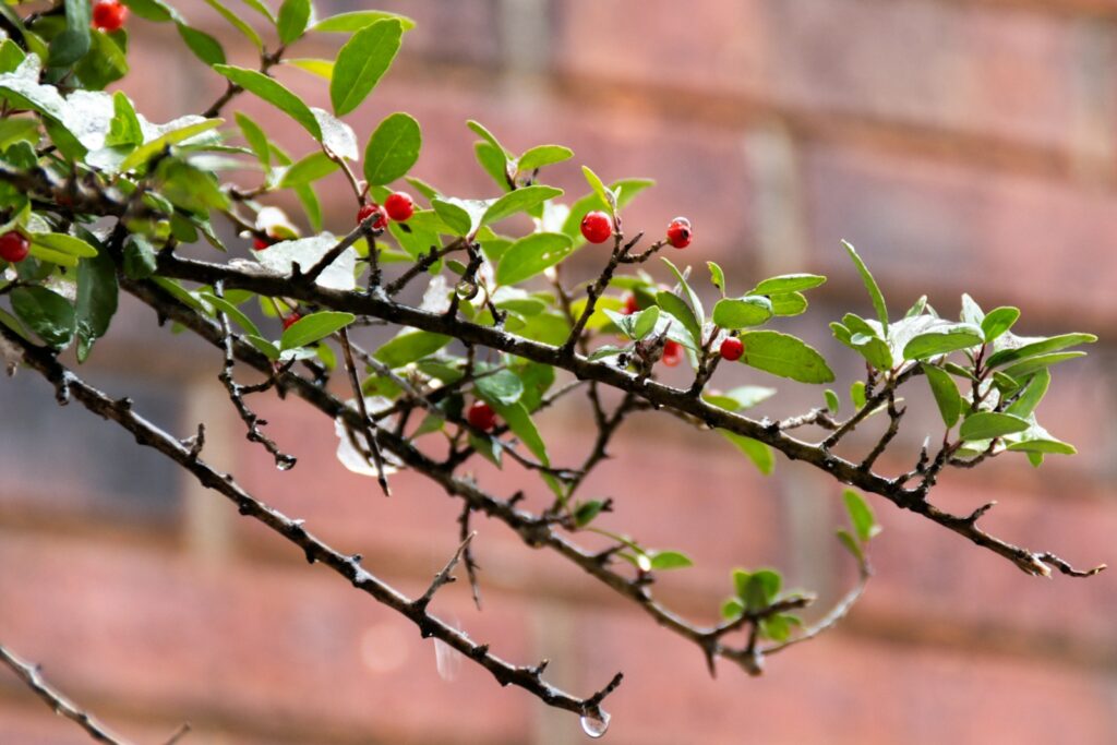 A branch with red berries and green leaves