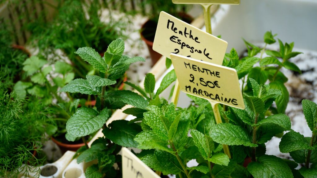 Fresh herbs are sold at a market.