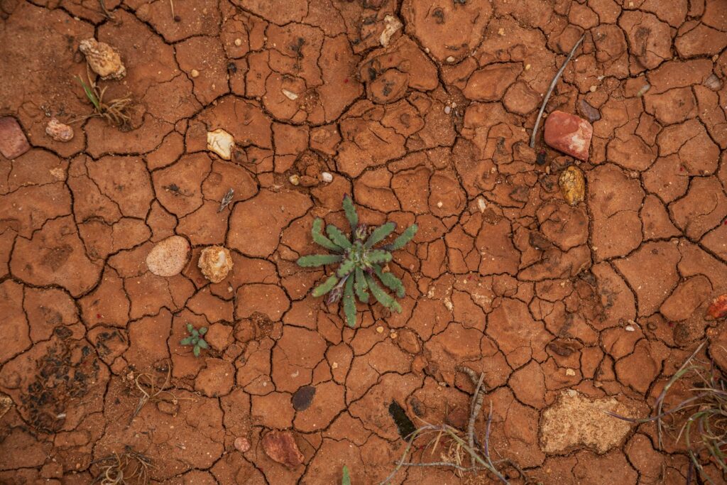 Cracked, dry earth with small plant life.
