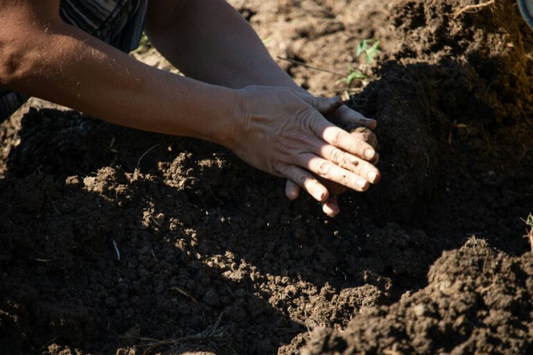 Hands planting seeds in dark soil