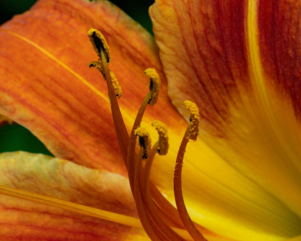 Close-up of an orange and yellow lily flower.