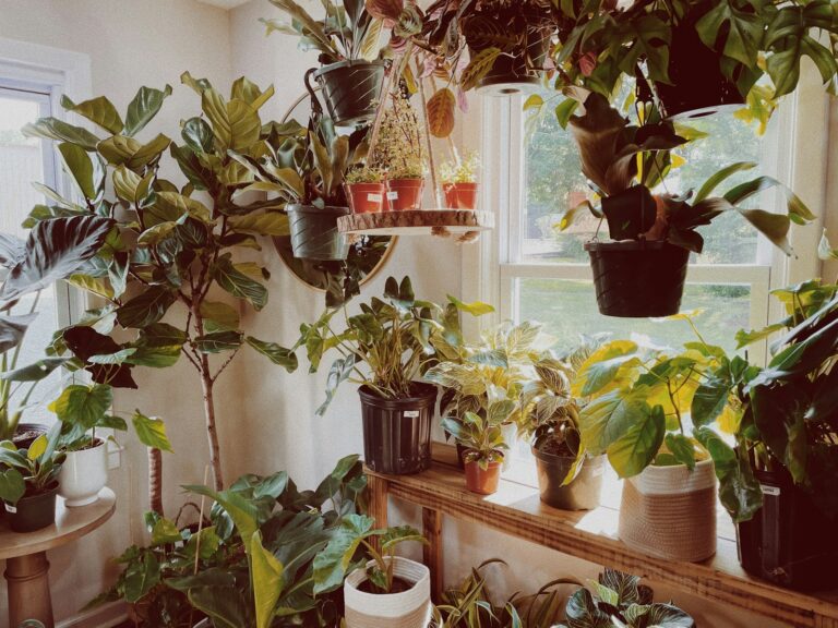 green potted plants on brown wooden shelf