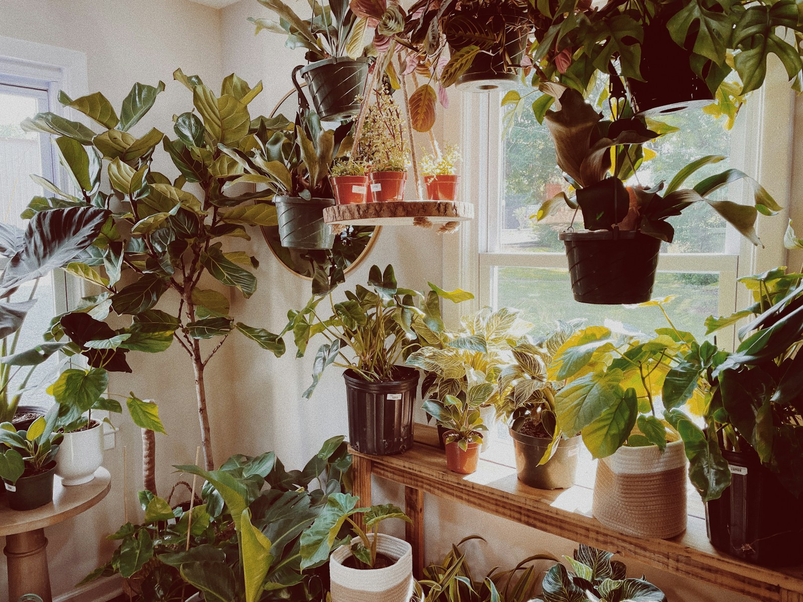 green potted plants on brown wooden shelf