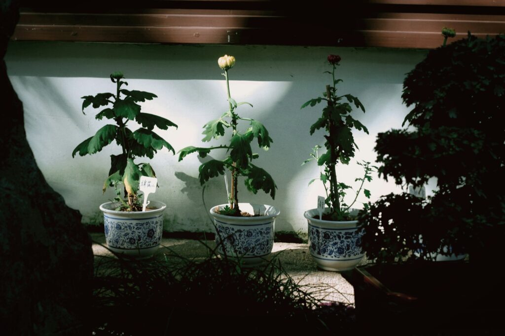 a group of potted plants sitting next to each other
