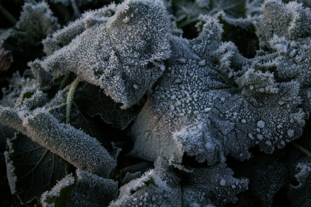 a close up of a plant with frost on it