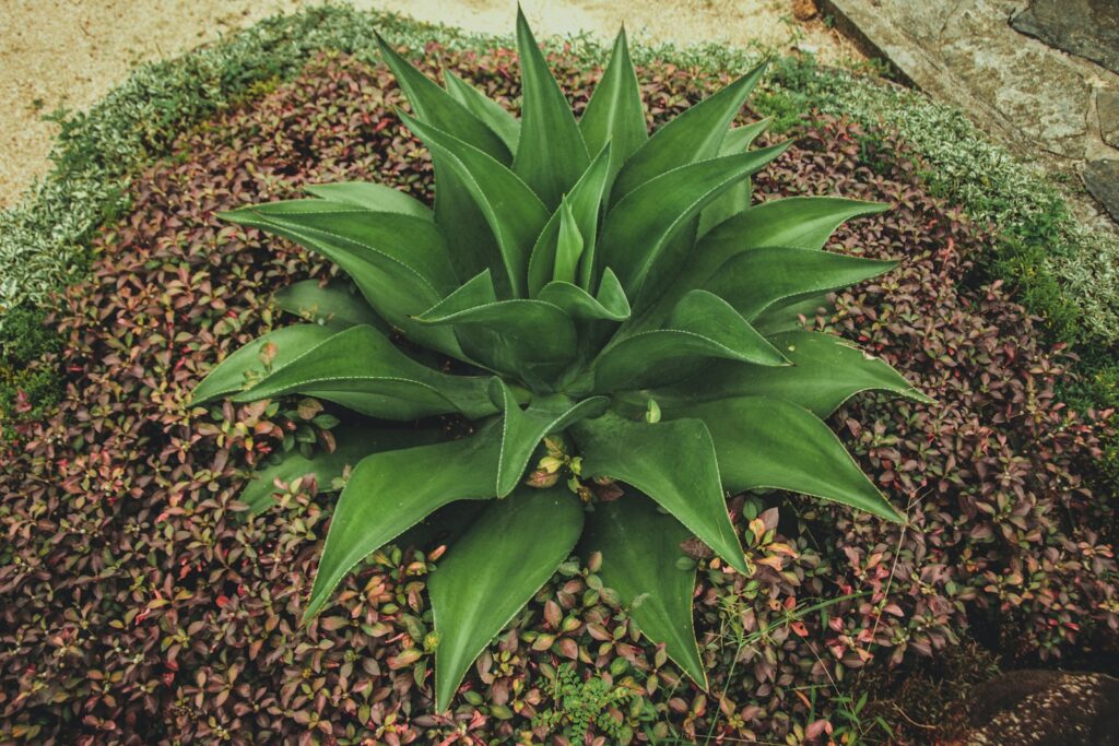 a green plant in a garden