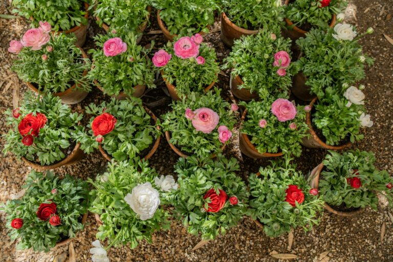 a group of potted plants with pink and red flowers