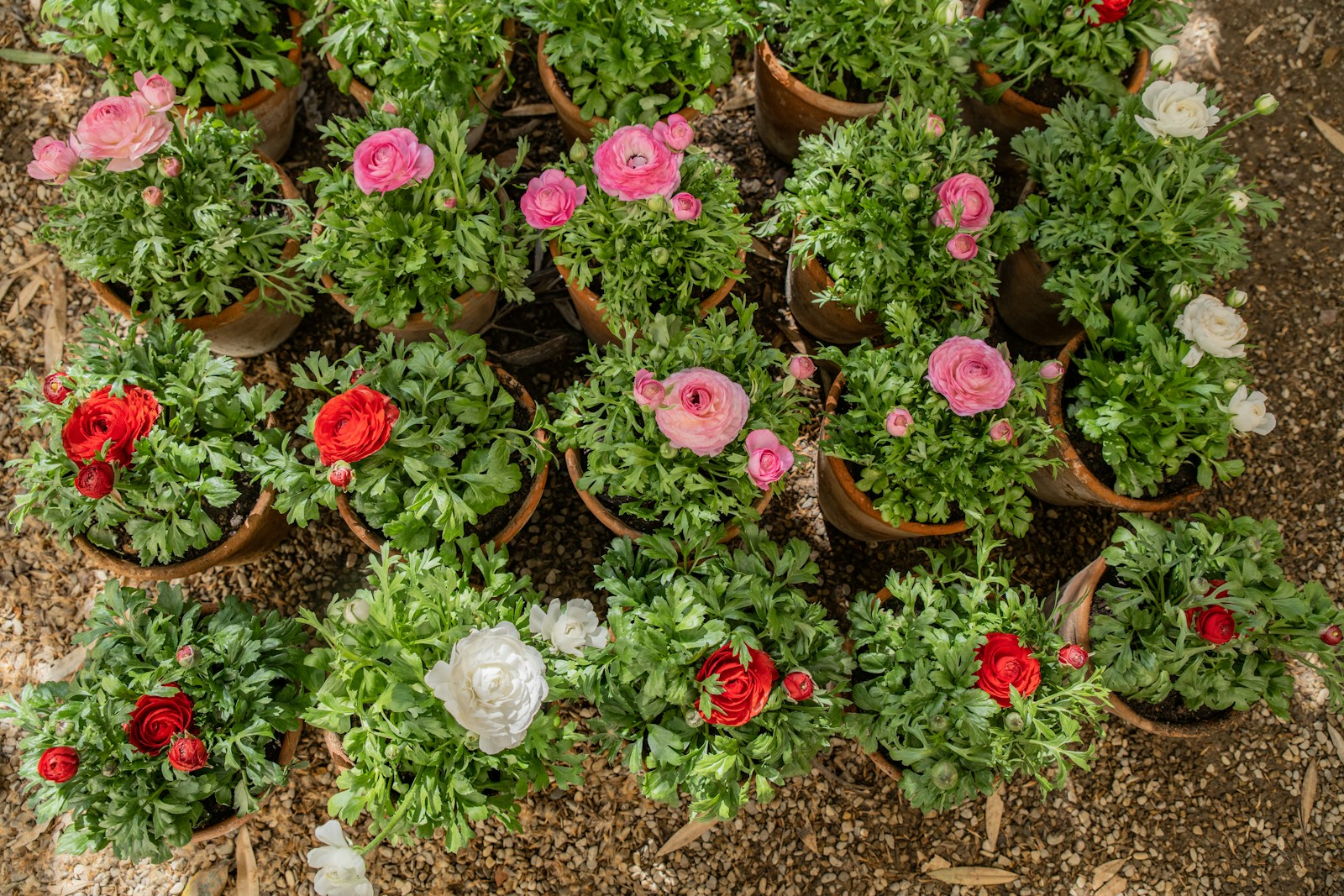 a group of potted plants with pink and red flowers