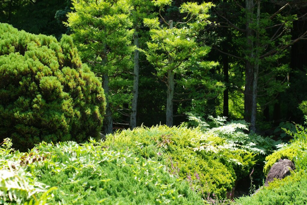 A lush green forest filled with lots of trees