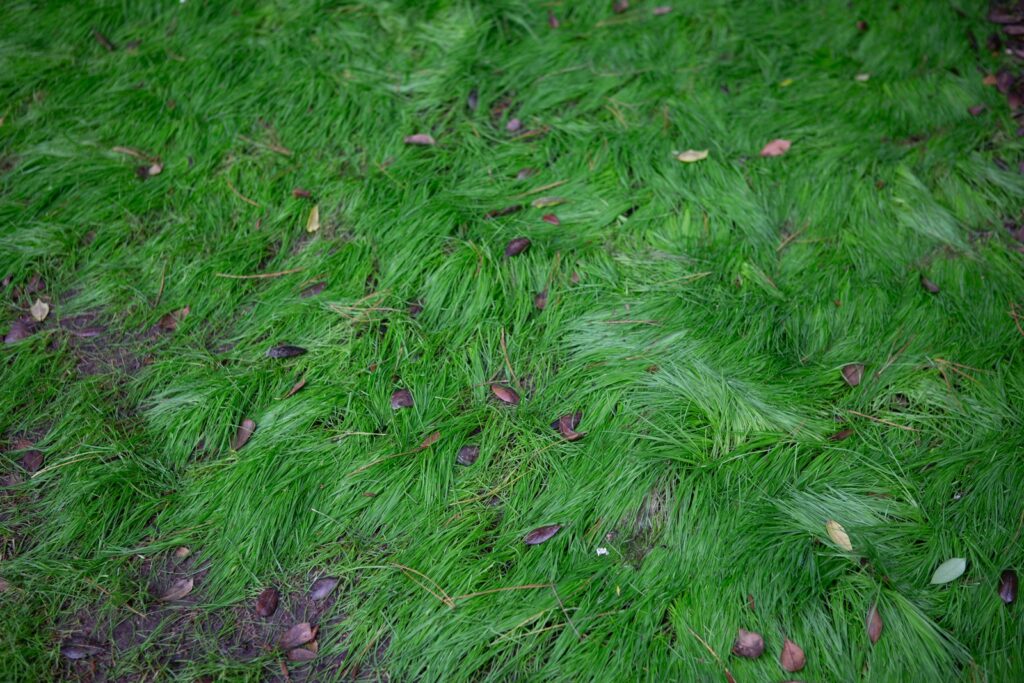 a green patch of grass that has some leaves on it