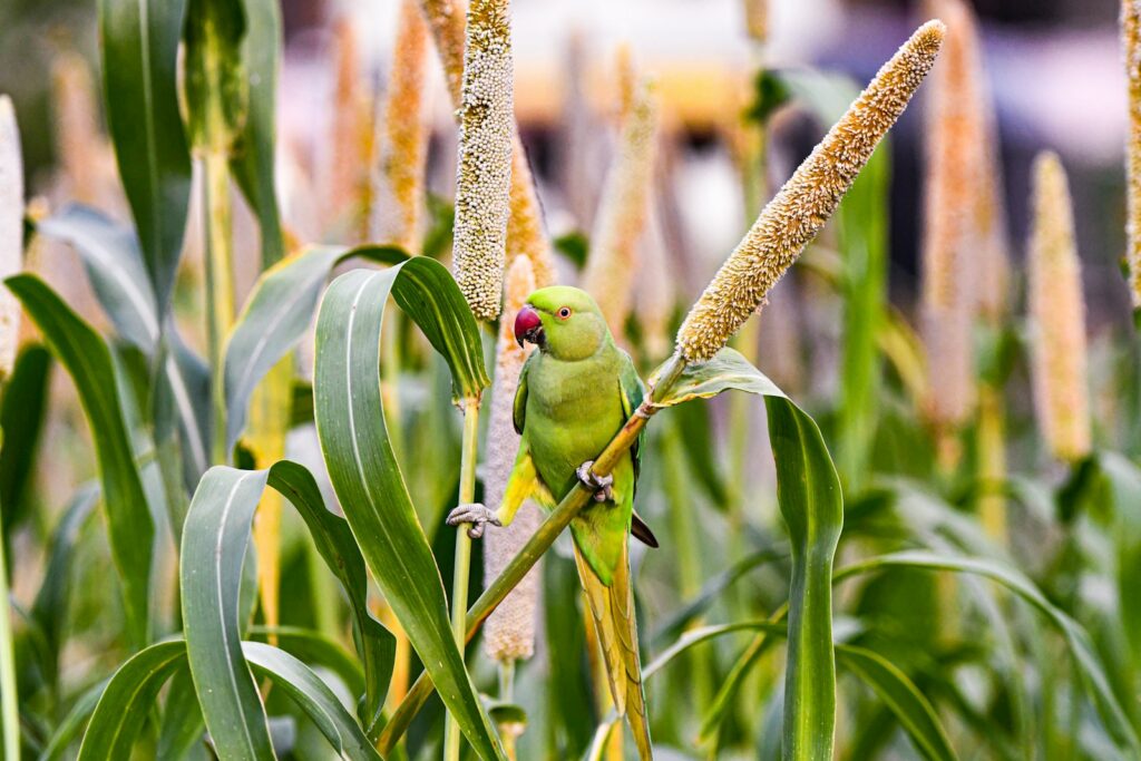 A green parrot perched on a millet stalk.