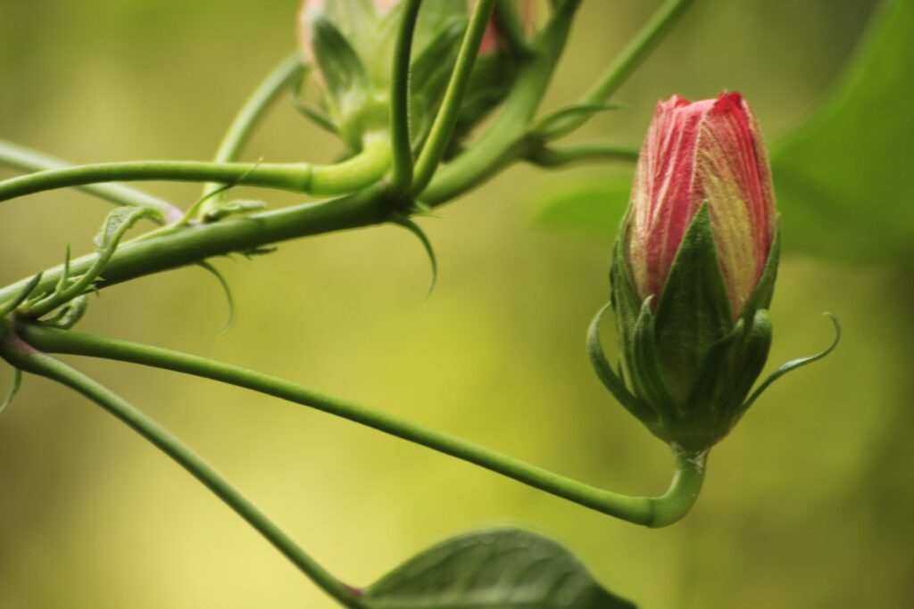 a close up of a flower bud on a plant