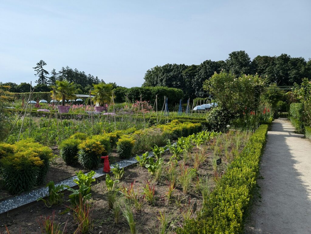 A garden filled with lots of different types of plants