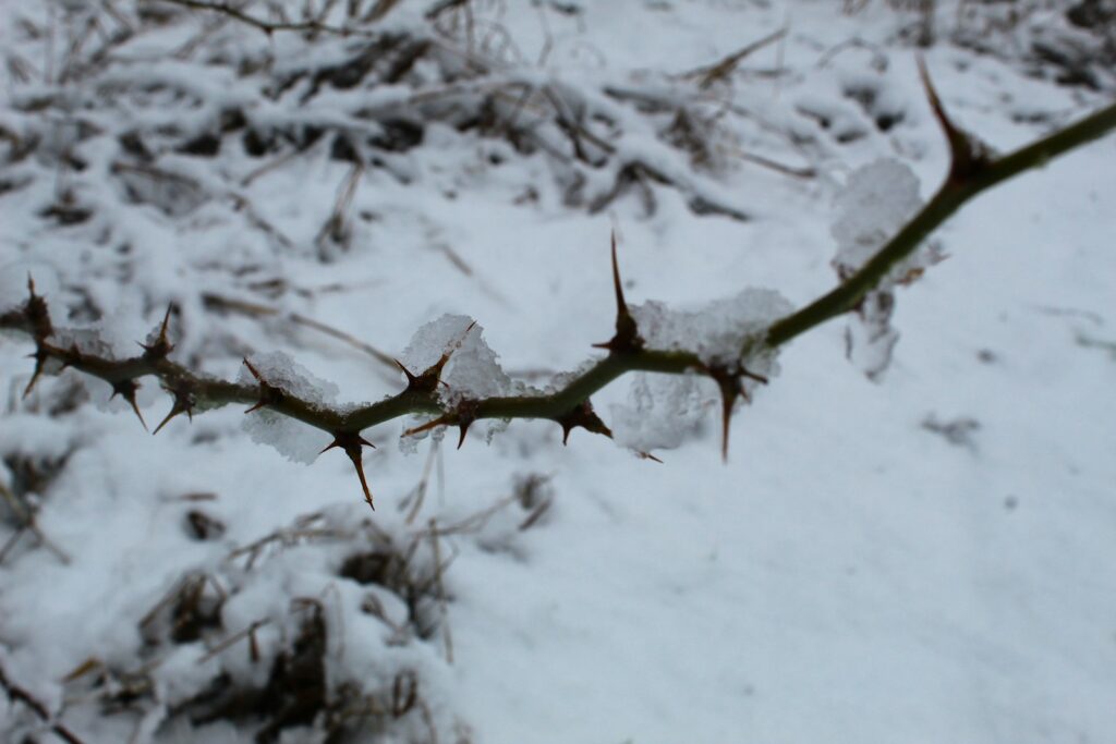 a close up of a plant with snow on it