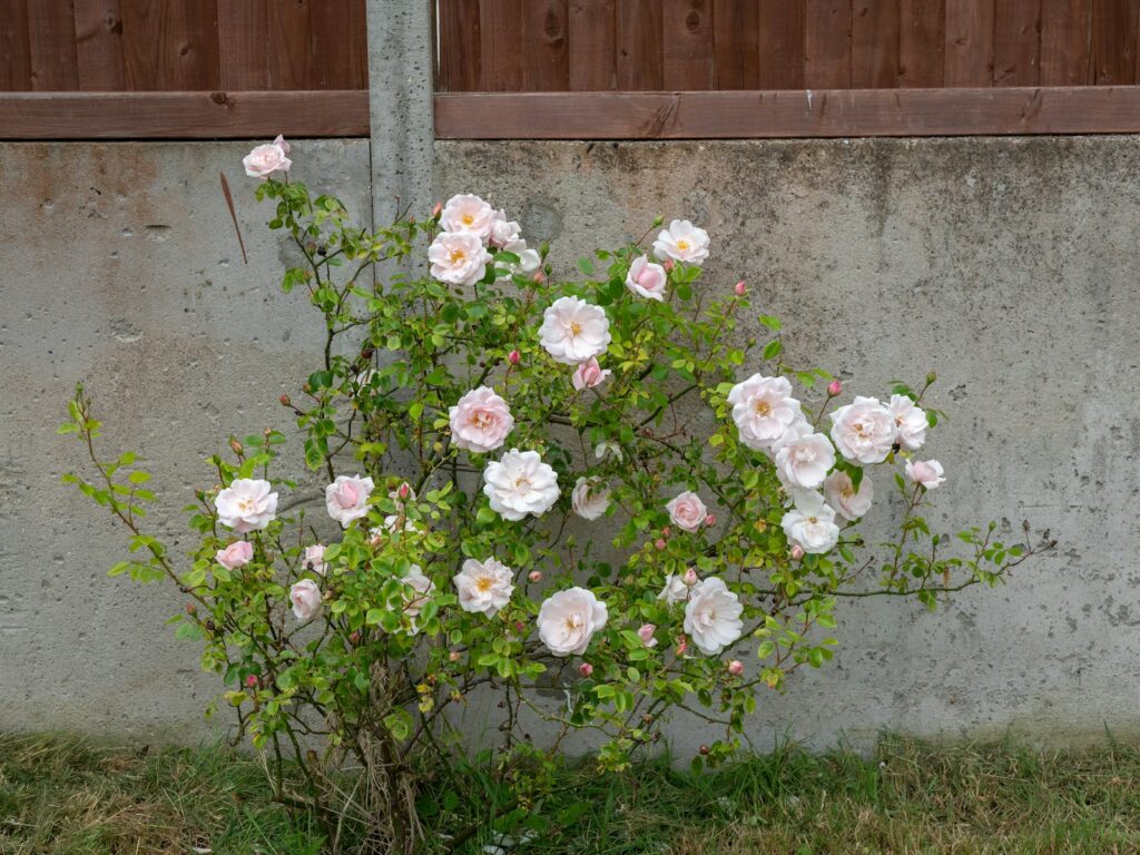 a bush of pink roses in front of a concrete wall