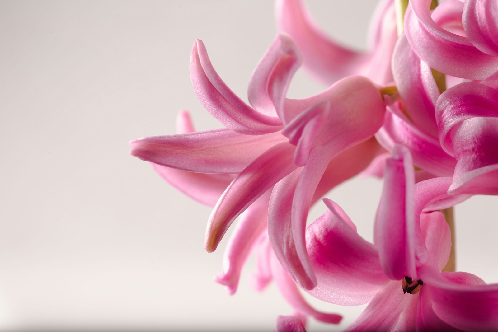 a close up of a pink flower on a white background