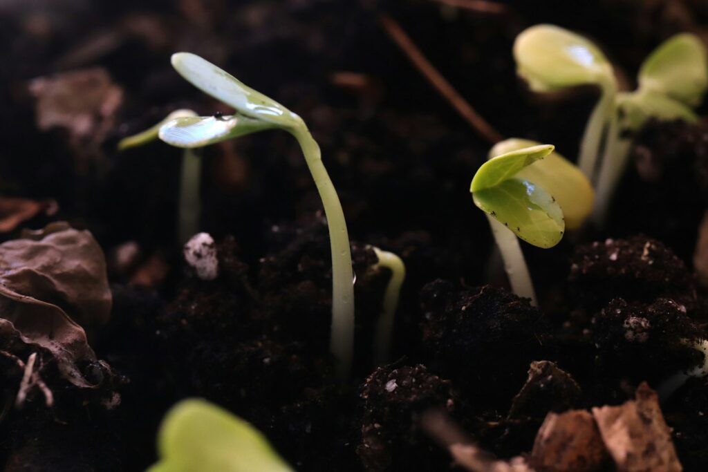 A group of young plants sprouting from the ground