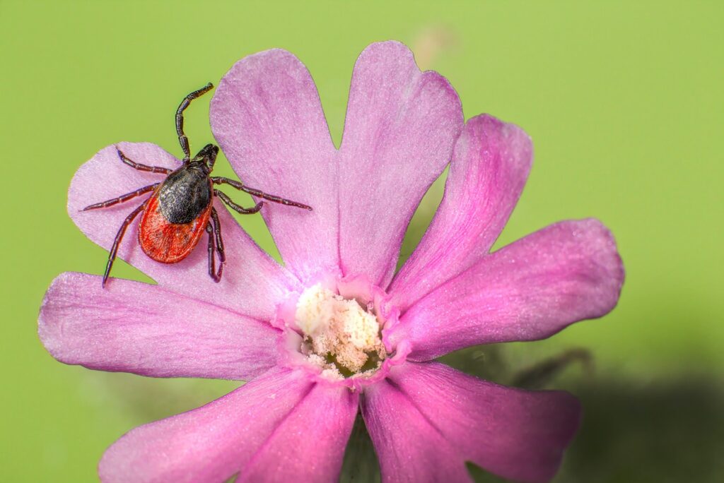 a red and black spider sitting on top of a purple flower
