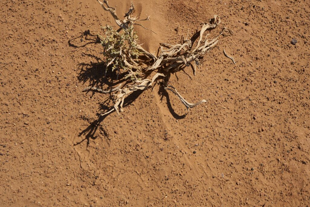 a plant that is growing out of the dirt