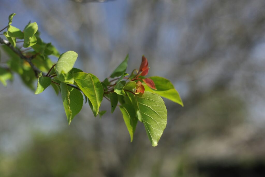 Green leaves and red buds are on a branch.