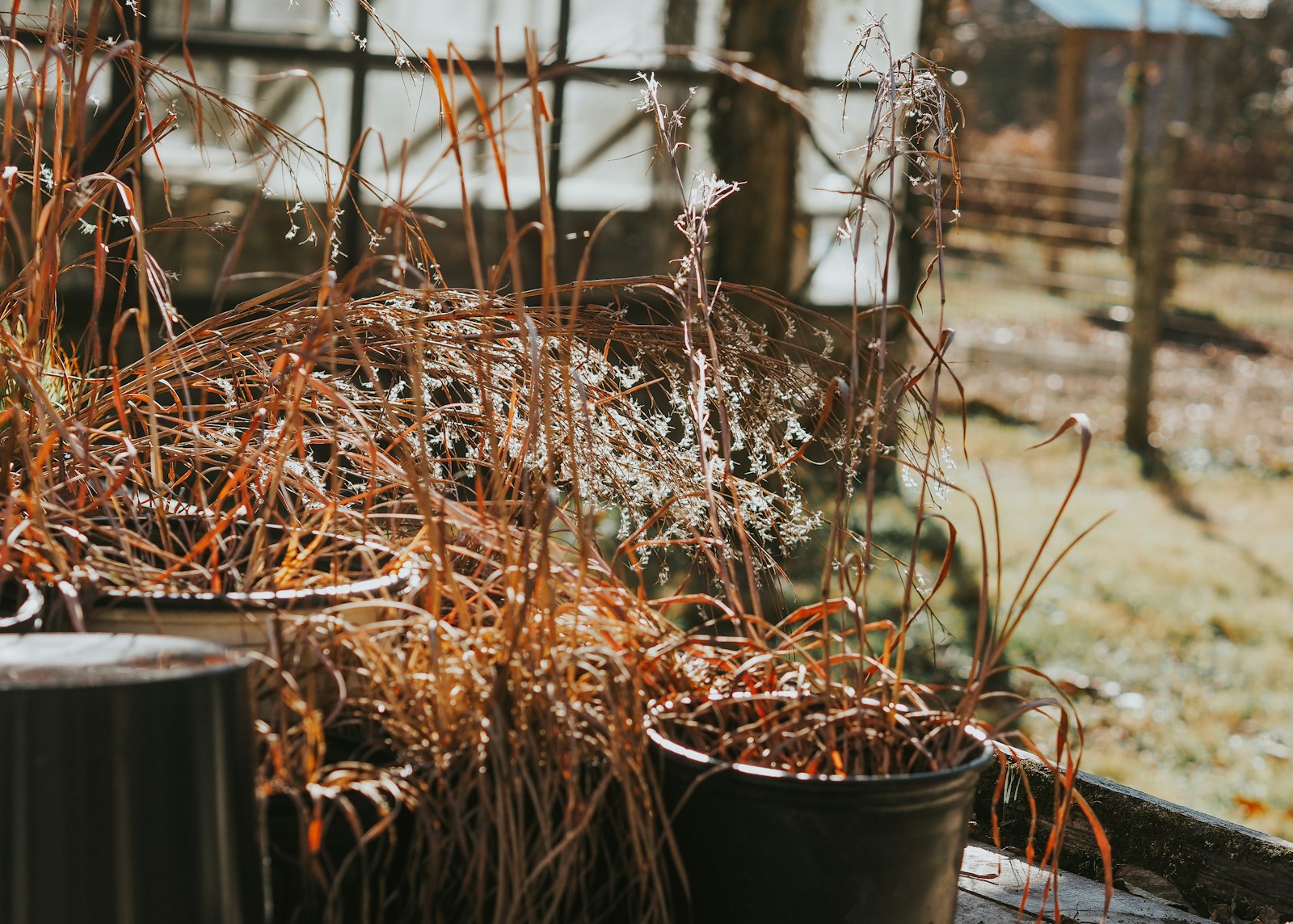 a couple of buckets filled with lots of plants