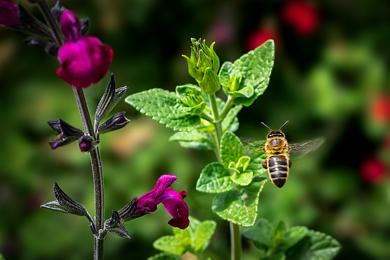 a bee sitting on top of a purple flower