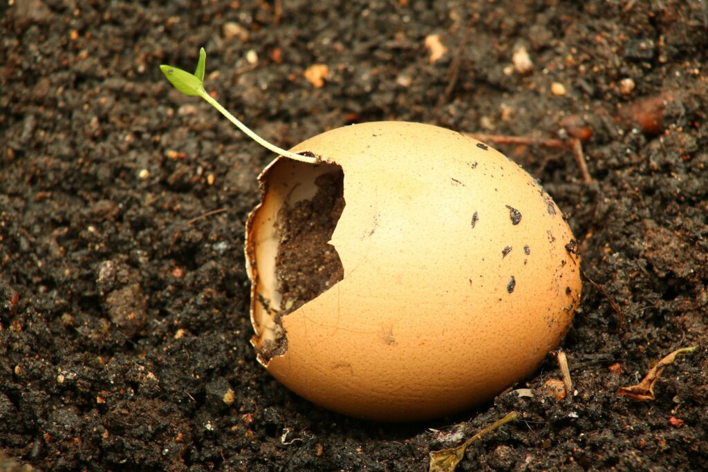 An egg shell with a plant growing out of it