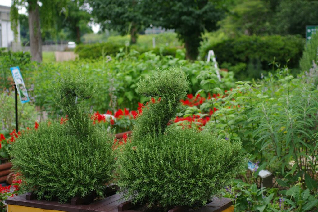 A woman standing in a garden filled with lots of plants