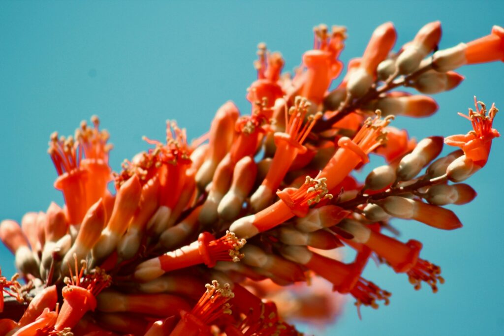 Vibrant orange flowers bloom against a blue sky.