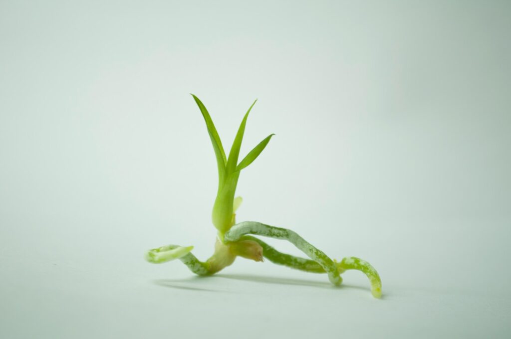 green and white frog figurine