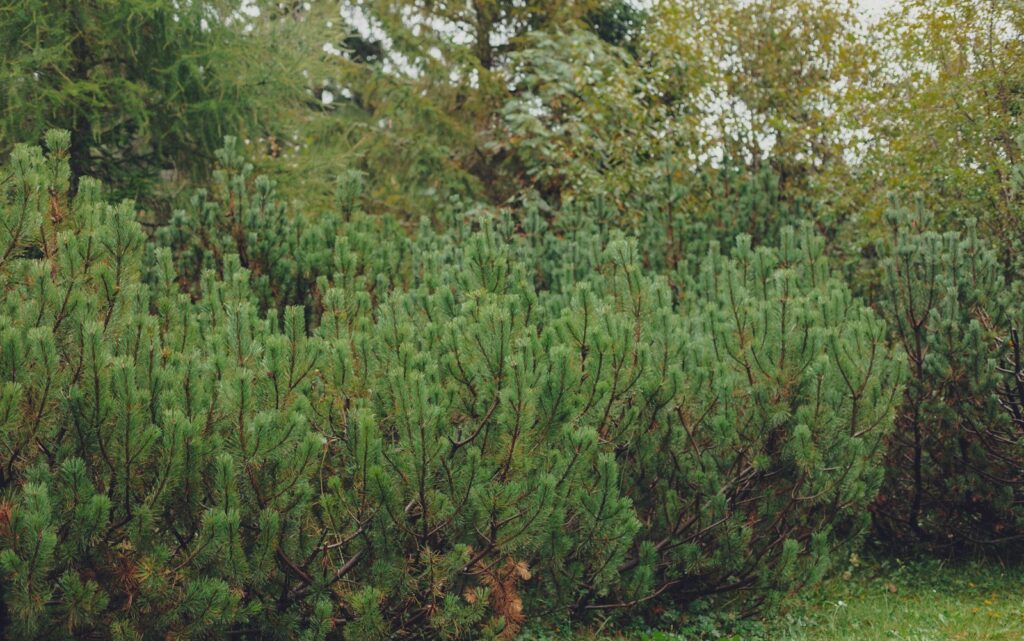 A man standing in front of a bush with a frisbee in his hand