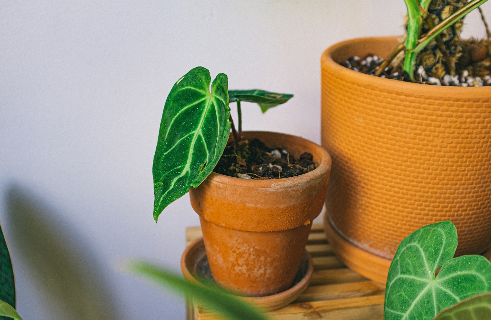 green plant in brown clay pot