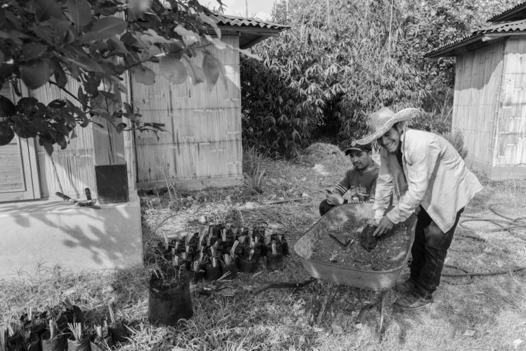Two men preparing seedlings for planting with seedlings.
