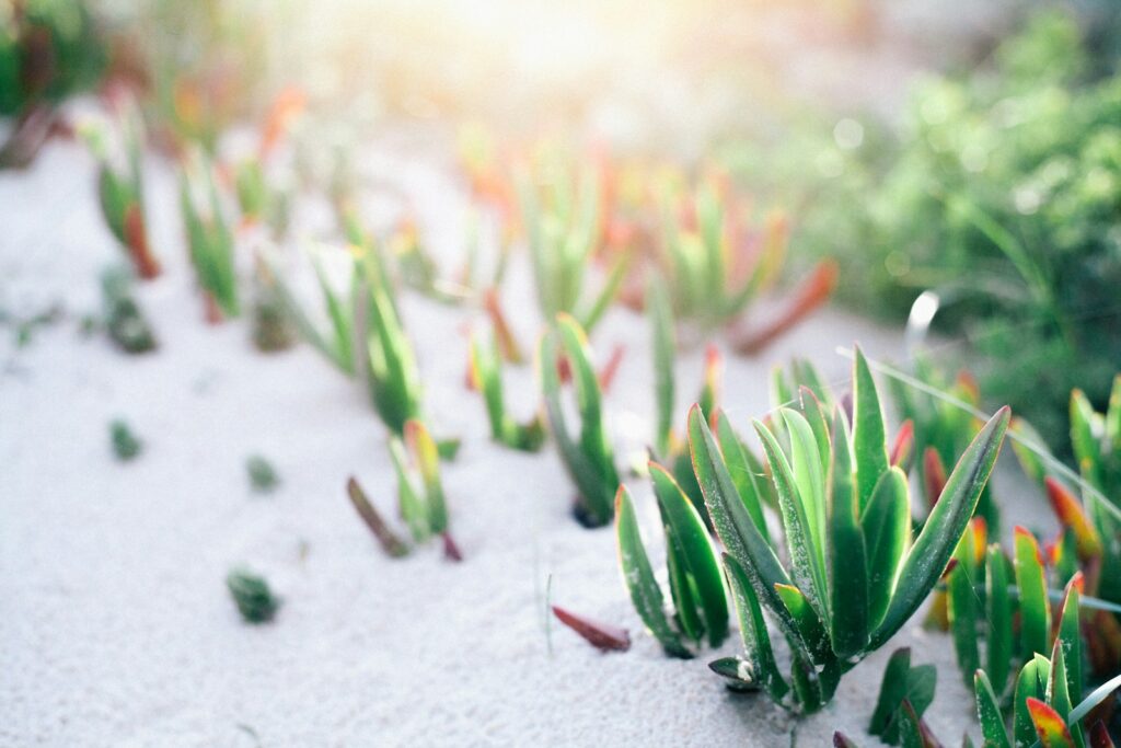 green plant on white sand