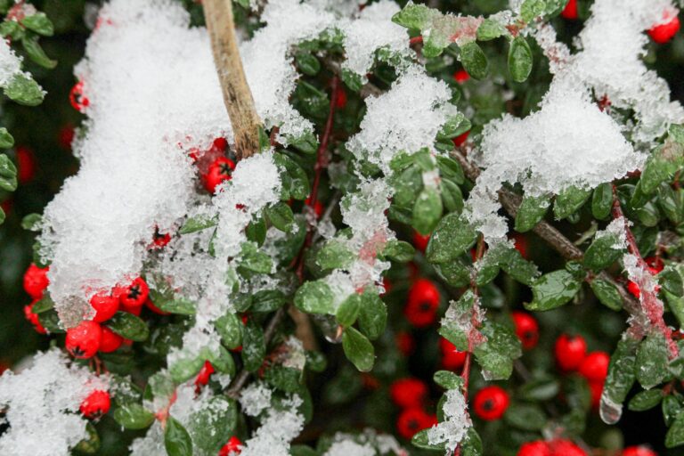 red round fruit covered with snow