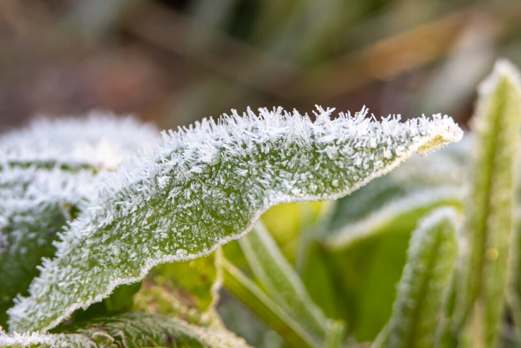 green plant with white snow