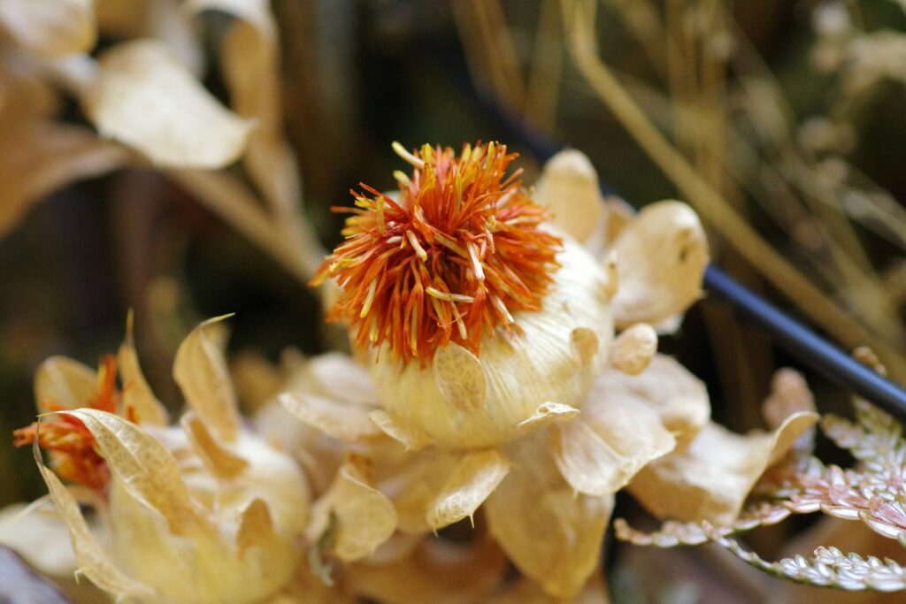 A close up of a flower on a plant
