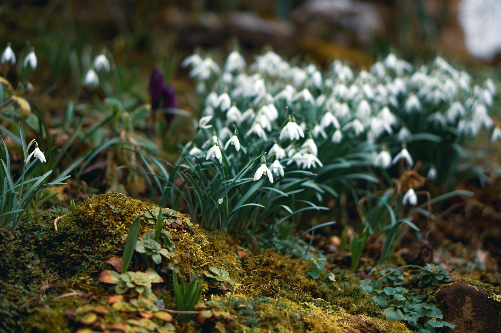 white flowers on green grass