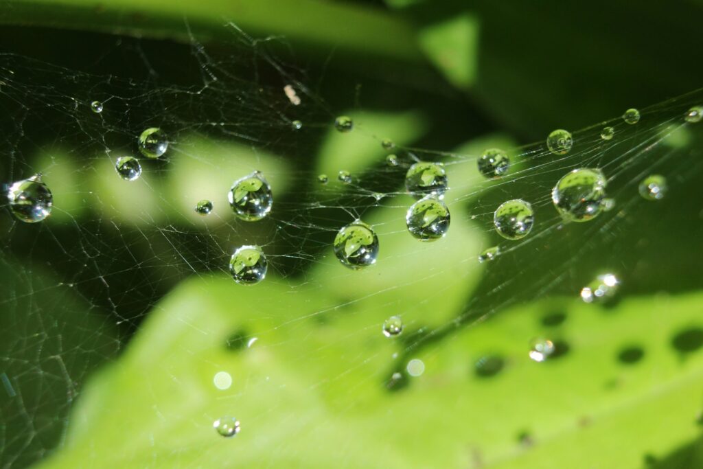 A spider web covered in water droplets on a leaf