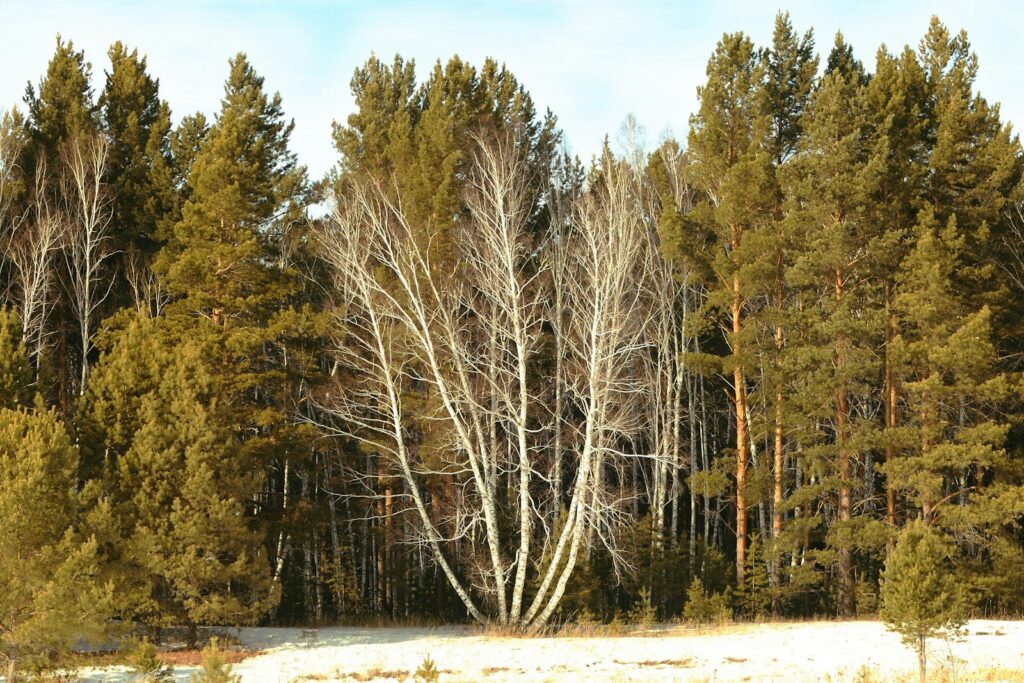 a group of trees that are standing in the snow