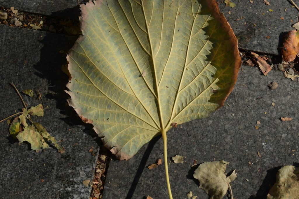 A large, dry leaf rests on a stone path.