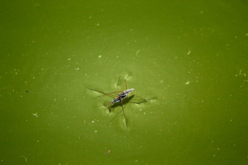 a bug that is floating in some green water
