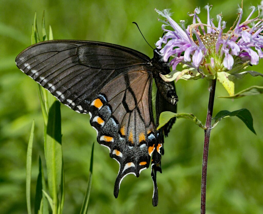 A dark butterfly with colorful markings on a purple flower.