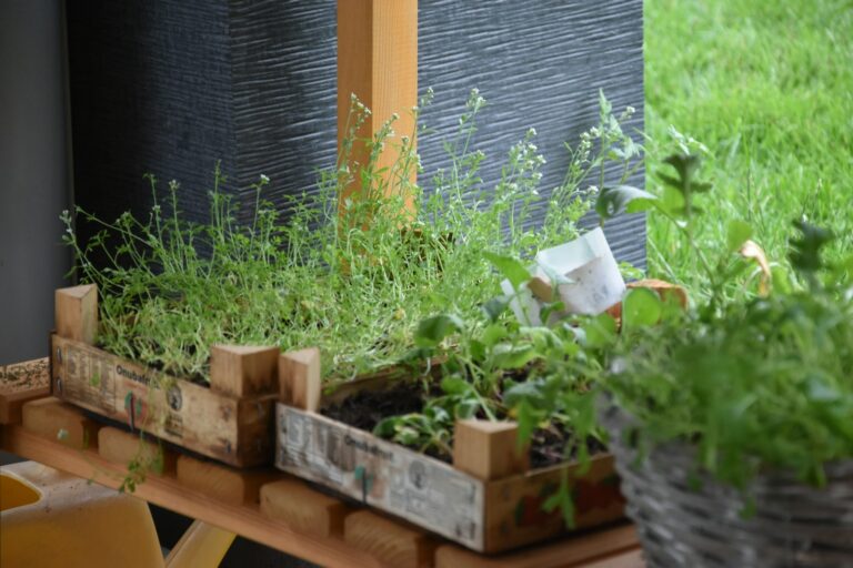 green plants on brown wooden table